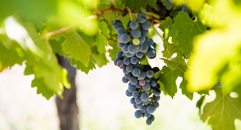 Vinifera grapes